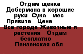 Отдам щенка Добермана в хорошие руки. Сука 5 мес. Привита › Цена ­ 5 000 - Все города Животные и растения » Отдам бесплатно   . Пензенская обл.